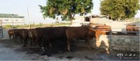 「千圣和鼎美食奧斯卡」蘭州首家正宗潮汕鮮牛肉火鍋開業啦！