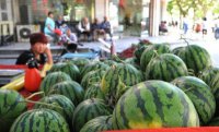 蘭州戶籍應季瓜果自產
