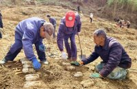 成縣：天麻生“金”富